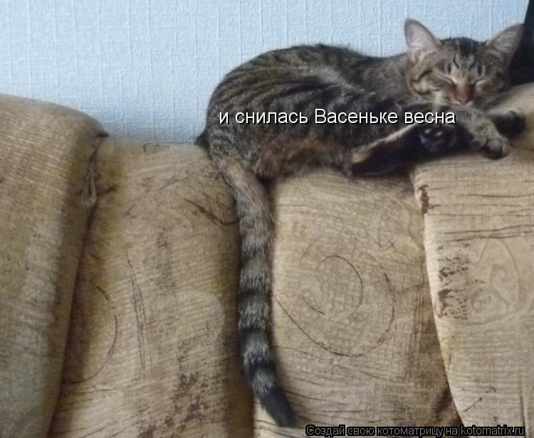 и снилась Васеньке весна... Котоматрица: и снилась Васеньке весна