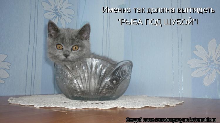 Именно так должна выглядеть "РЫБА ПОД ШУБОЙ"!... Котоматрица: Именно так должна выглядеть "РЫБА ПОД ШУБОЙ"!