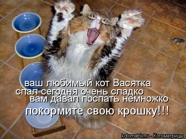 ваш любимый кот Васятка спал сегодня очень сладко вам давал поспать немножко покормите свою крошку!!!... Котоматрица: ваш любимый кот Васятка спал сегодня очень сладко вам давал поспать немножко покормите свою крошку!!!