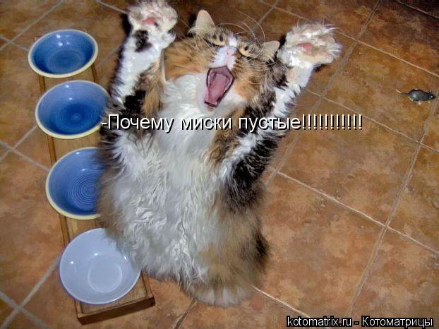 -Почему миски пустые!!!!!!!!!!!... Котоматрица: -Почему миски пустые!!!!!!!!!!!