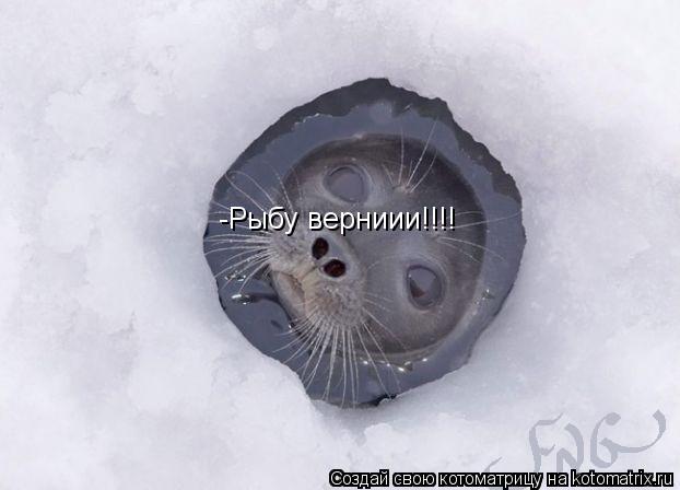 -Рыбу верниии!!!!... Котоматрица: -Рыбу верниии!!!!
