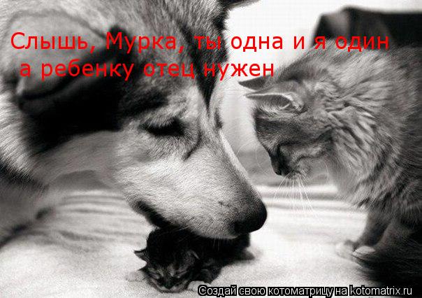 Слышь, Мурка, ты одна и я один а ребенку отец нужен... Котоматрица: Слышь, Мурка, ты одна и я один а ребенку отец нужен
