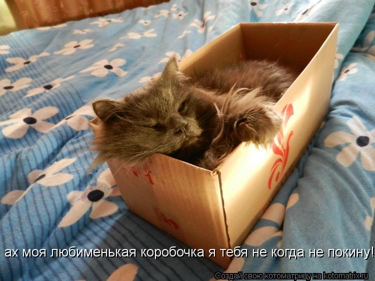 ах моя любименькая коробочка я тебя не когда не покину! ах моя любименькая коробочка я тебя не когда ... Котоматрица: ах моя любименькая коробочка я тебя не когда не покину! ах моя любименькая коробочка я тебя не когда не покину!