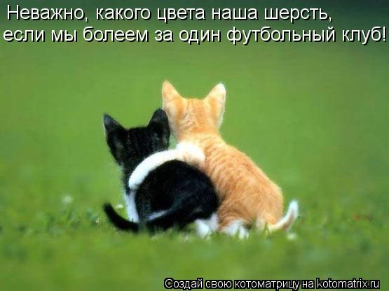Неважно, какого цвета наша шерсть, если мы болеем за один футбольный клуб!... Котоматрица: Неважно, какого цвета наша шерсть, если мы болеем за один футбольный клуб!