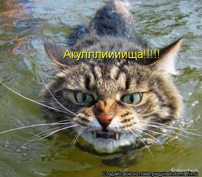Акулллиииища!!!!!... Котоматрица: Акулллиииища!!!!!