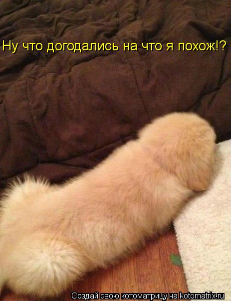 Ну что догодались на что я похож!?... Котоматрица: Ну что догодались на что я похож!?