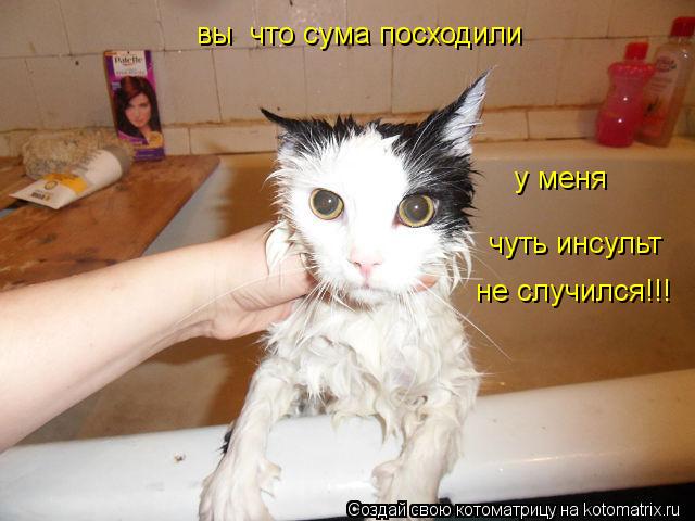 вы что сума посходили у меня чуть инсульт не случился!!!... Котоматрица: вы что сума посходили у меня чуть инсульт не случился!!!