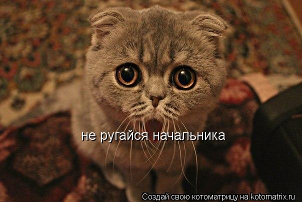 не ругайся начальника... Котоматрица: не ругайся начальника