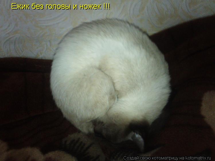 Ежик без головы и ножек !!!... Котоматрица: Ежик без головы и ножек !!!