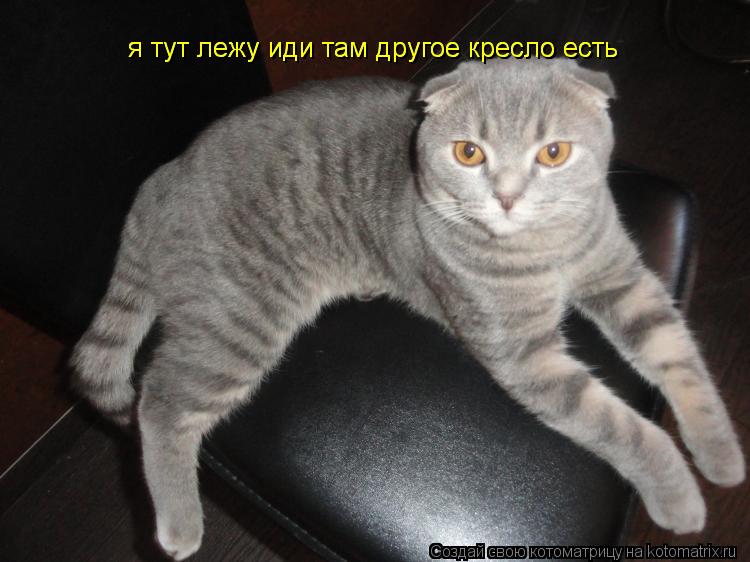 я тут лежу иди там другое кресло есть я тут лежу иди там другое кресло есть... Котоматрица: я тут лежу иди там другое кресло есть я тут лежу иди там другое кресло есть