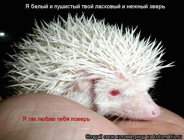 Я белый и пушистый твой ласковый и нежный зверь Я так люблю тебя поверь... Котоматрица: Я белый и пушистый твой ласковый и нежный зверь Я так люблю тебя поверь