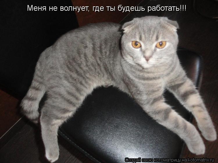 Меня не волнует, где ты будешь работать!!!... Котоматрица: Меня не волнует, где ты будешь работать!!!