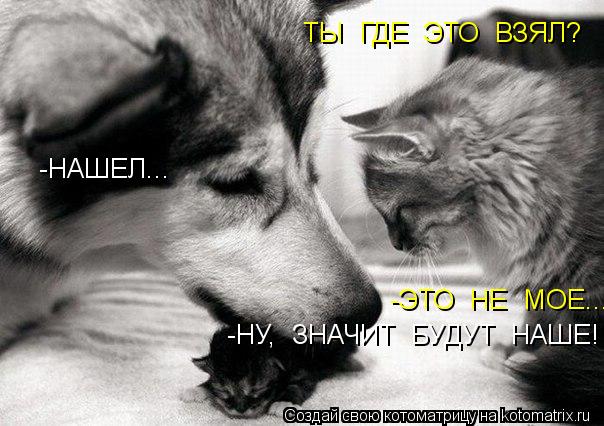ТЫ ГДЕ ЭТО ВЗЯЛ? -НАШЕЛ... -ЭТО НЕ МОЕ.... -НУ, ЗНАЧИТ БУДУТ НАШЕ!... Котоматрица: ТЫ ГДЕ ЭТО ВЗЯЛ? -НАШЕЛ... -ЭТО НЕ МОЕ.... -НУ, ЗНАЧИТ БУДУТ НАШЕ!
