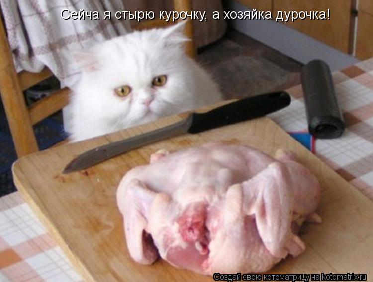 Сейча я стырю курочку, а хозяйка дурочка!... Котоматрица: Сейча я стырю курочку, а хозяйка дурочка!