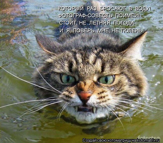 КОТОРЫЙ РАЗ БРОСАЮТ В ВОДУ! ФОТОГРАФ-СОВЕСТЬ ПОИМЕЙ! СТОИТ НЕ ЛЕТНЯЯ ПОГОДА И Я, ПОВЕРЬ МНЕ... Котоматрица: КОТОРЫЙ РАЗ БРОСАЮТ В ВОДУ! ФОТОГРАФ-СОВЕСТЬ ПОИМЕЙ! СТОИТ НЕ ЛЕТНЯЯ ПОГОДА И Я, ПОВЕРЬ МНЕ, НЕ ТЮЛЕНЬ!