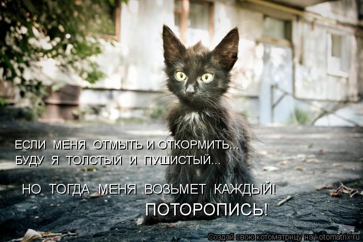 ЕСЛИ МЕНЯ ОТМЫТЬ И ОТКОРМИТЬ... БУДУ Я ТОЛСТЫЙ И ПУШИСТЫЙ... НО ТОГДА МЕНЯ ВОЗЬМЕТ КАЖДЫЙ!... Котоматрица: ЕСЛИ МЕНЯ ОТМЫТЬ И ОТКОРМИТЬ... БУДУ Я ТОЛСТЫЙ И ПУШИСТЫЙ... НО ТОГДА МЕНЯ ВОЗЬМЕТ КАЖДЫЙ! ПОТОРОПИСЬ!