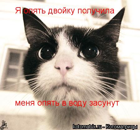 Я опять двойку получила меня опять в воду засунут... Котоматрица: Я опять двойку получила меня опять в воду засунут
