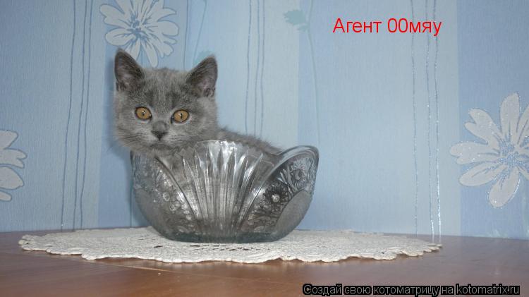 Агент 00мяу... Котоматрица: Агент 00мяу