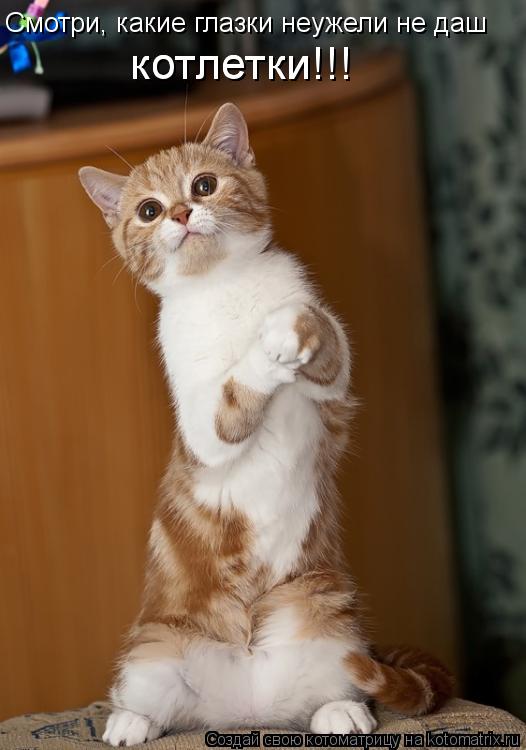 котлетки!!! котлетки!!! Смотри, какие глазки неужели не даш... Котоматрица: котлетки!!! котлетки!!! Смотри, какие глазки неужели не даш