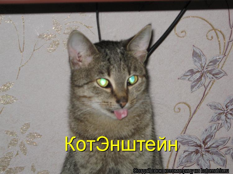 КотЭнштейн... Котоматрица: КотЭнштейн