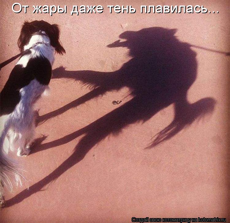 От жары даже тень плавилась...... Котоматрица: От жары даже тень плавилась...