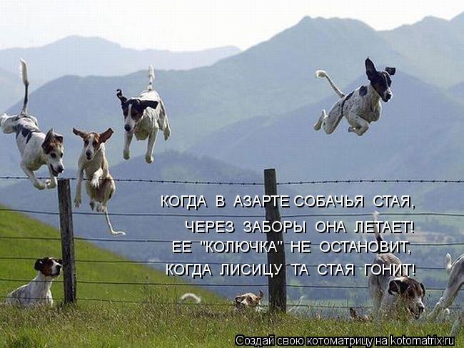 КОГДА В АЗАРТЕ СОБАЧЬЯ СТАЯ, ЧЕРЕЗ ЗАБОРЫ ОНА ЛЕТАЕТ! ЕЕ "КОЛЮЧКА" НЕ ОСТАНОВИТ, КОГДА ЛИСИ... Котоматрица: КОГДА В АЗАРТЕ СОБАЧЬЯ СТАЯ, ЧЕРЕЗ ЗАБОРЫ ОНА ЛЕТАЕТ! ЕЕ "КОЛЮЧКА" НЕ ОСТАНОВИТ, КОГДА ЛИСИЦУ ТА СТАЯ ГОНИТ!
