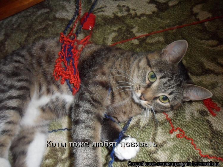 Коты тоже любят повязать... Котоматрица: Коты тоже любят повязать