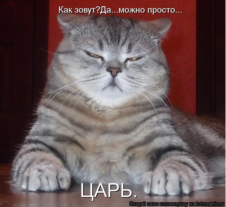 ЦАРЬ. Как зовут?Да...можно просто...... Котоматрица: ЦАРЬ. Как зовут?Да...можно просто...