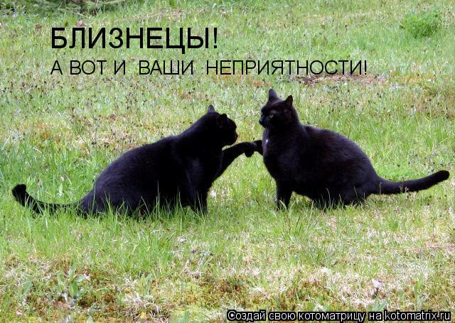 БЛИЗНЕЦЫ! А ВОТ И ВАШИ НЕПРИЯТНОСТИ!... Котоматрица: БЛИЗНЕЦЫ! А ВОТ И ВАШИ НЕПРИЯТНОСТИ!
