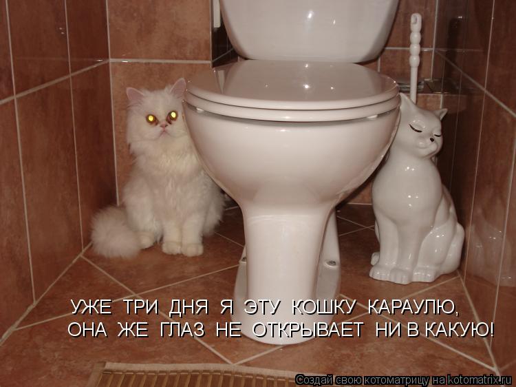 УЖЕ ТРИ ДНЯ Я ЭТУ КОШКУ КАРАУЛЮ, ОНА ЖЕ ГЛАЗ НЕ ОТКРЫВАЕТ НИ В КАКУЮ!... Котоматрица: УЖЕ ТРИ ДНЯ Я ЭТУ КОШКУ КАРАУЛЮ, ОНА ЖЕ ГЛАЗ НЕ ОТКРЫВАЕТ НИ В КАКУЮ!