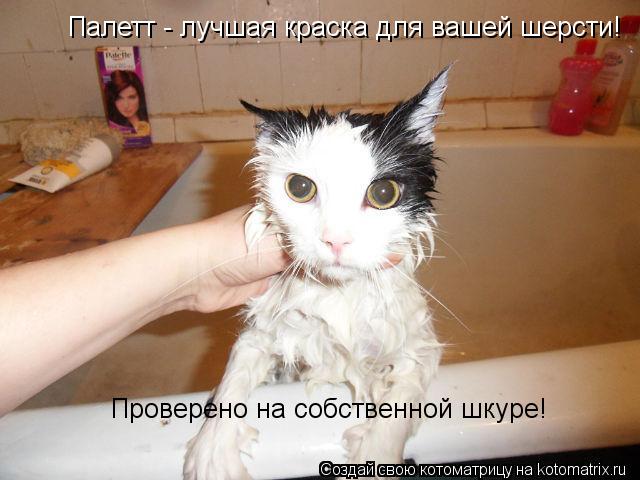 Палетт - лучшая краска для вашей шерсти! Проверено на собственной шкуре!... Котоматрица: Палетт - лучшая краска для вашей шерсти! Проверено на собственной шкуре!