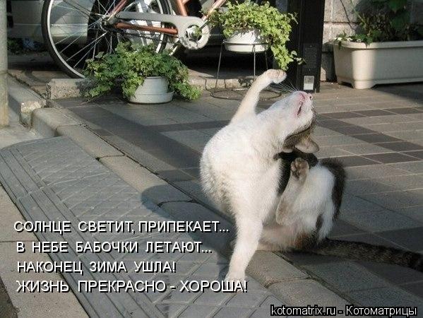 СОЛНЦЕ СВЕТИТ, ПРИПЕКАЕТ... В НЕБЕ БАБОЧКИ ЛЕТАЮТ... НАКОНЕЦ ЗИМА УШЛА! ЖИЗНЬ ПРЕКРАСНО - ХОРО... Котоматрица: СОЛНЦЕ СВЕТИТ, ПРИПЕКАЕТ... В НЕБЕ БАБОЧКИ ЛЕТАЮТ... НАКОНЕЦ ЗИМА УШЛА! ЖИЗНЬ ПРЕКРАСНО - ХОРОША!