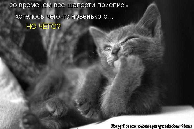 со временем все шалости приелись хотелось чего-то новенького... НО ЧЕГО?... Котоматрица: со временем все шалости приелись хотелось чего-то новенького... НО ЧЕГО?