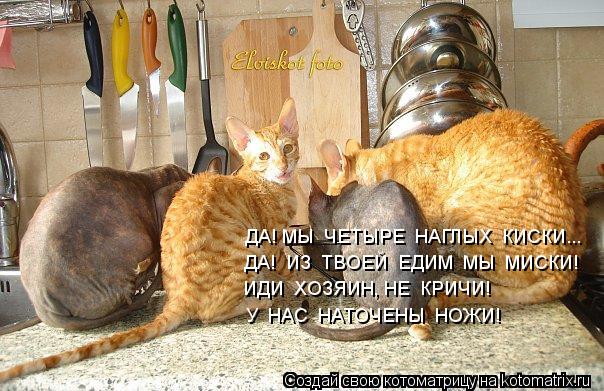 ДА! МЫ ЧЕТЫРЕ НАГЛЫХ КИСКИ... ДА! ИЗ ТВОЕЙ ЕДИМ МЫ МИСКИ! ИДИ ХОЗЯИН, НЕ КРИЧИ! У НАС НАТ... Котоматрица: ДА! МЫ ЧЕТЫРЕ НАГЛЫХ КИСКИ... ДА! ИЗ ТВОЕЙ ЕДИМ МЫ МИСКИ! ИДИ ХОЗЯИН, НЕ КРИЧИ! У НАС НАТОЧЕНЫ НОЖИ!