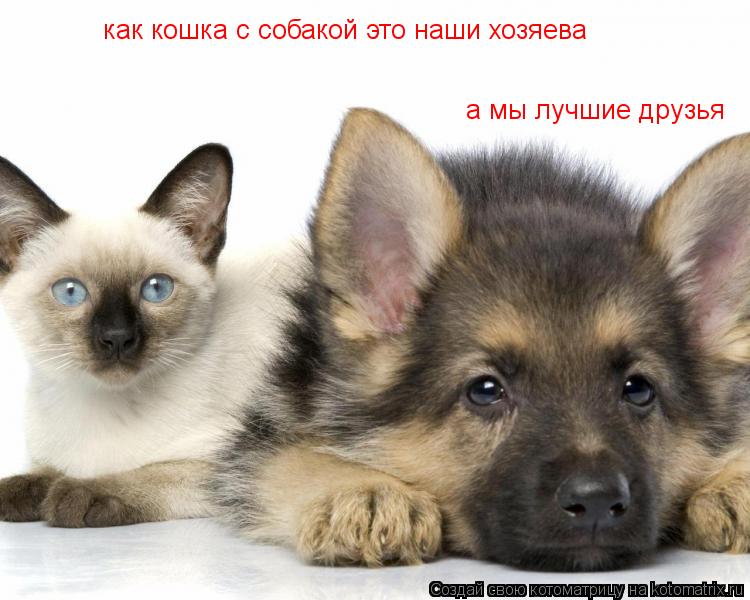 как кошка с собакой это наши хозяева а мы лучшие друзья... Котоматрица: как кошка с собакой это наши хозяева а мы лучшие друзья