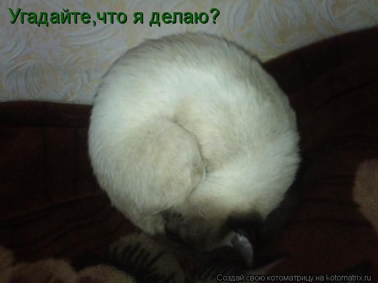 Угадайте,что я делаю?... Котоматрица: Угадайте,что я делаю?