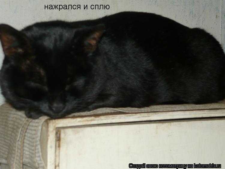 нажрался и сплю... Котоматрица: нажрался и сплю