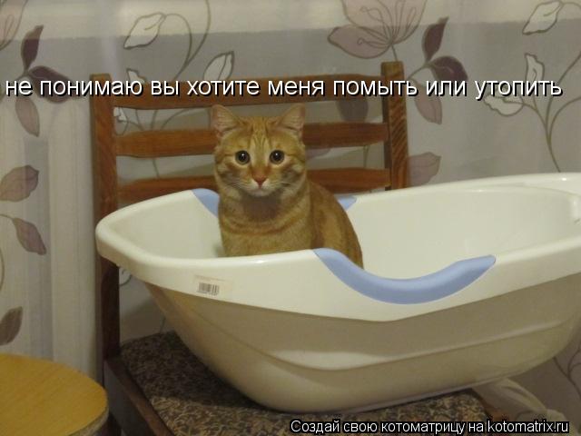не понимаю вы хотите меня помыть или утопить... Котоматрица: не понимаю вы хотите меня помыть или утопить