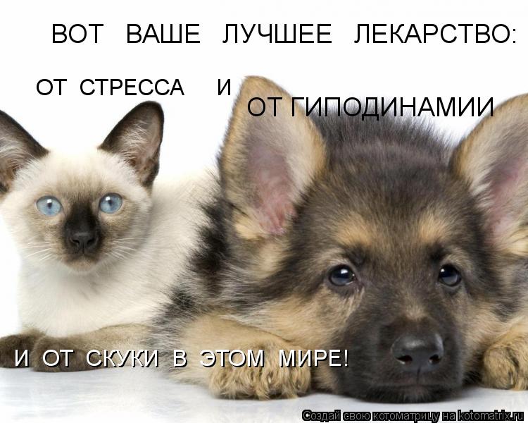 ОТ ГИПОДИНАМИИ ВОТ ВАШЕ ЛУЧШЕЕ ЛЕКАРСТВО: И ОТ СКУКИ В ЭТОМ МИРЕ! ОТ СТРЕССА И... Котоматрица: ОТ ГИПОДИНАМИИ ВОТ ВАШЕ ЛУЧШЕЕ ЛЕКАРСТВО: И ОТ СКУКИ В ЭТОМ МИРЕ! ОТ СТРЕССА И