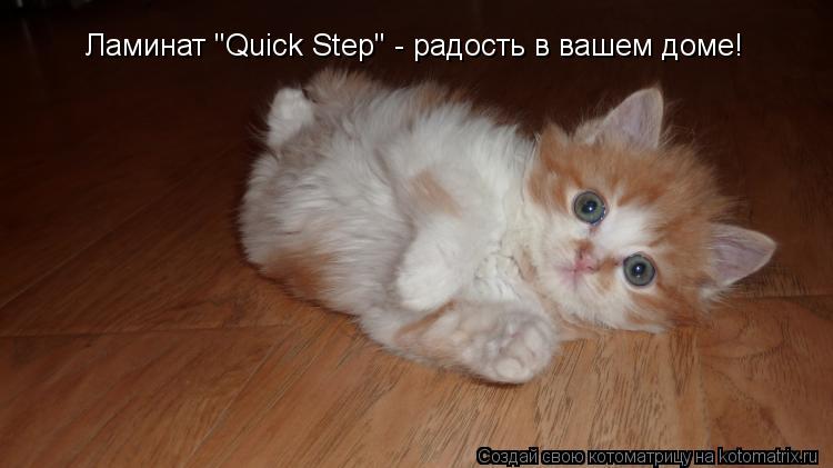 Котоматрица: Ламинат "Quick Step" - радость в вашем доме!
