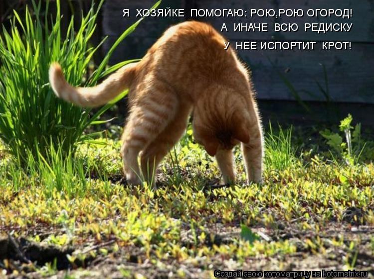 Я ХОЗЯЙКЕ ПОМОГАЮ: РОЮ,РОЮ ОГОРОД! А ИНАЧЕ ВСЮ РЕДИСКУ У НЕЕ ИСПОРТИТ КРОТ!... Котоматрица: Я ХОЗЯЙКЕ ПОМОГАЮ: РОЮ,РОЮ ОГОРОД! А ИНАЧЕ ВСЮ РЕДИСКУ У НЕЕ ИСПОРТИТ КРОТ!