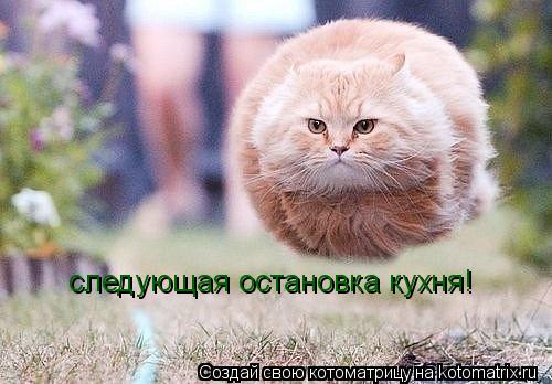 следующая остановка кухня!... Котоматрица: следующая остановка кухня!