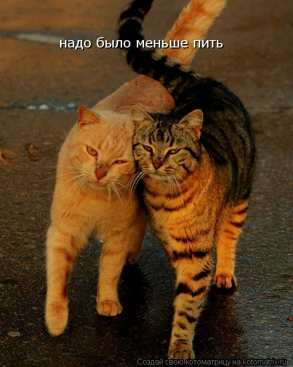 надо было меньше пить... Котоматрица: надо было меньше пить