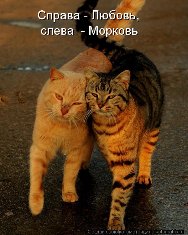 Справа - Любовь, слева - Морковь... Котоматрица: Справа - Любовь, слева - Морковь