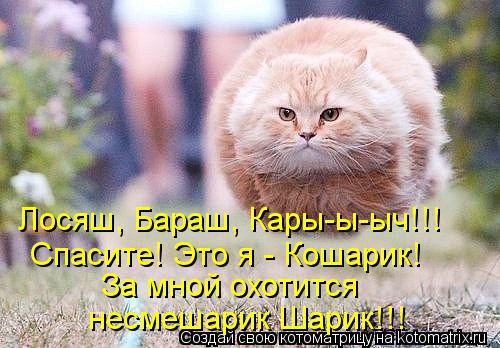 Лосяш, Бараш, Кары-ы-ыч!!! Спасите! Это я - Кошарик! За мной охотится несмешарик Шарик!!!... Котоматрица: Лосяш, Бараш, Кары-ы-ыч!!! Спасите! Это я - Кошарик! За мной охотится несмешарик Шарик!!!