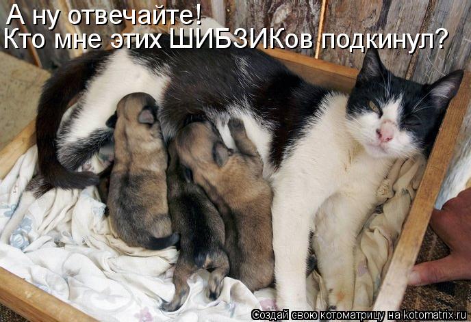 А ну отвечайте! Кто мне этих ШИБЗИКов подкинул?... Котоматрица: А ну отвечайте! Кто мне этих ШИБЗИКов подкинул?
