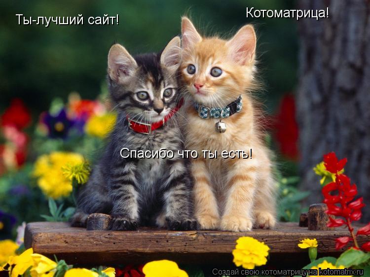 Котоматрица! Ты-лучший сайт! Спасибо что ты есть!... Котоматрица: Котоматрица! Ты-лучший сайт! Спасибо что ты есть!