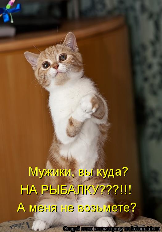 Мужики, вы куда? НА РЫБАЛКУ???!!! А меня не возьмете?... Котоматрица: Мужики, вы куда? НА РЫБАЛКУ???!!! А меня не возьмете?