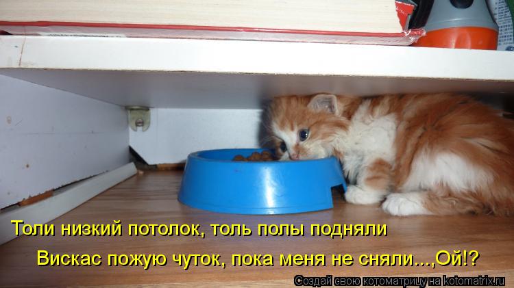 Толи низкий потолок, толь полы подняли Вискас пожую чуток, пока меня не сняли...,Ой!?... Котоматрица: Толи низкий потолок, толь полы подняли Вискас пожую чуток, пока меня не сняли...,Ой!?
