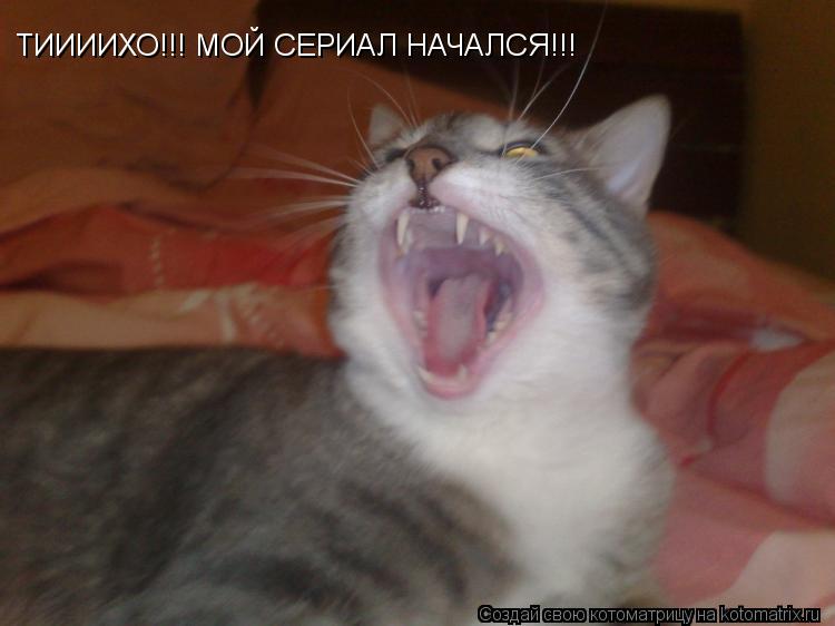 ТИИИИХО!!! МОЙ СЕРИАЛ НАЧАЛСЯ!!!... Котоматрица: ТИИИИХО!!! МОЙ СЕРИАЛ НАЧАЛСЯ!!!